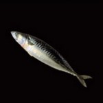 interpesca