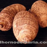 MALANGA 2