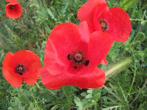 Semillas de Amapola
