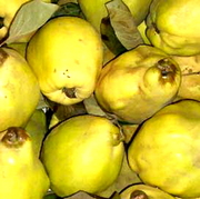 Membrillos en Aguardiente