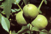 Vino de Nueces Verdes